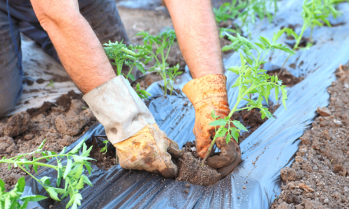 Inhibition factors and soil contamination by macro/micro-particles related to biodegradation of mulching films in Mediterranean and northern climates