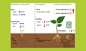 MNPs commonly cause adverse impacts on plants at environmentally relevant levels: A systematic review