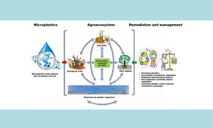 Micro and nanoplastics ravaging our agroecosystem