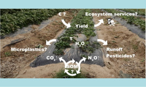 Plastic mulching in agriculture. Trading short-term agronomic benefits for long-term soil degradation?
