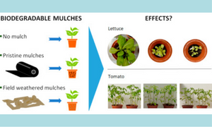 Impact of buried debris from agricultural biodegradable plastic mulches on two horticultural crop plants: Tomato and lettuce