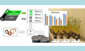 Macro- and micro- plastics in soil-plant system: Effects of plastic mulch film residues on wheat (Triticum aestivum) growth
