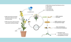 Microplastics and Nanoplastics Effects on Plant–Pollinator Interaction and Pollination Biology