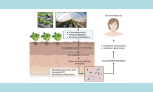 Interaction of Microbes with Microplastics and Nanoplastics in the Agroecosystems—Impact on Antimicrobial Resistance