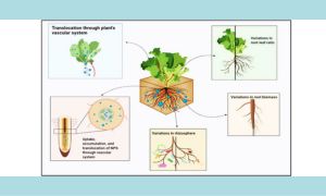 Microplastics in agroecosystems: A review of effects on soil biota and key soil functions