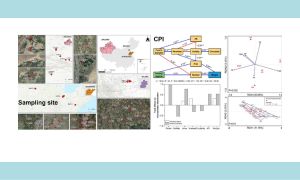 Occurrence and characteristics of microplastics in soils from greenhouse and open-field cultivation using plastic mulch film