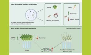 Species-dependent responses of crop plants to polystyrene microplastics