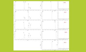 Fast and reliable method to estimate global DNA methylation in plants and fungi with high-pressure liquid chromatography (HPLC)-ultraviolet detection and even more sensitive one with HPLC-mass spectrometry