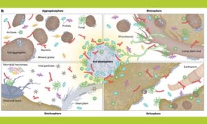 The soil plastisphere