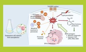 Polystyrene nanoparticles induce concerted response of plant defense mechanisms in plant cells