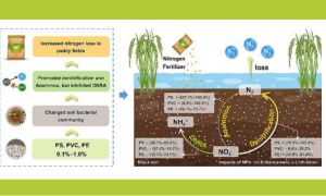 Microplastics enhance nitrogen loss from a black paddy soil by shifting nitrate reduction from DNRA to denitrification and Anammox