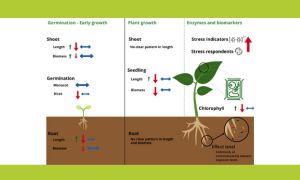 Unraveling the Effects of Nano and Microplastics (NMPs) on Terrestrial Plants : Insights from Research