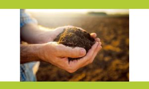 Effects of environmentally relevant mixtures of microplastics on soil organisms