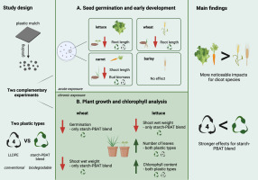 How Microplastics from Biodegradable and Conventional Mulch Affect Food Crops