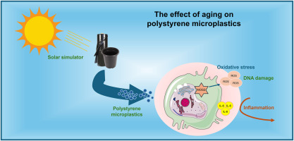 Sunlight-Aged Polystyrene MPs Trigger Stronger Inflammation in Immune Cells