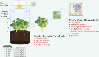Biodegradable MPs Can Still Harm Plants
