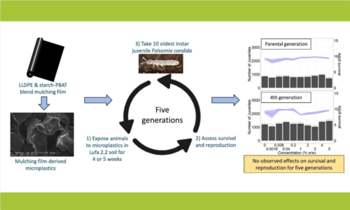 Multigenerational toxicity of microplastics to springtails