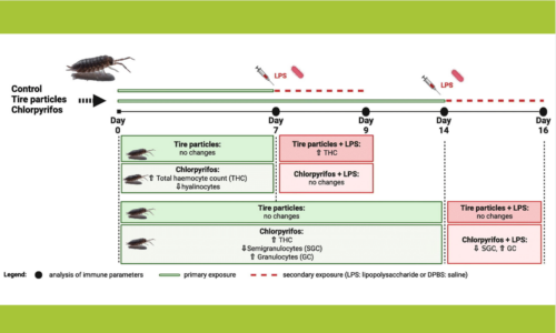 How microplastics and insecticides affect the immune response of woodlice