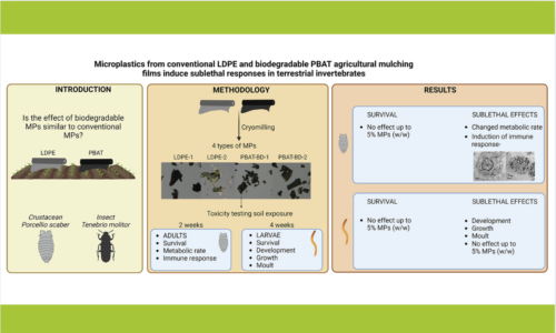 Response of soil organisms to non-degradable and biodegradable fossil-based mulching film microplastics